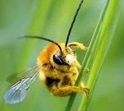 Mistaken identity fatal for honey bee hive