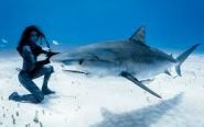 Sharks: Stewart leads quest for improved understanding