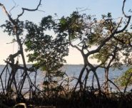 Protesters: Harbour Isle developments threaten mangrove habitat