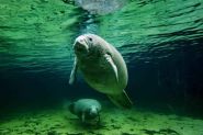 Feds rethinking plan dividing manatees and swimmers