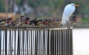 Birds apparently ticked off at no-feeding policy in Melbourne