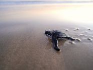 Feds facing eco lawsuit for weakening sea turtle rules