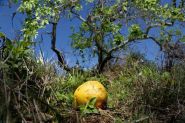 Putnam ordered to pay $16.9M in citrus lawsuit