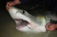 For great white shark's anglers, there might be a catch: FWC