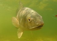 The odd couple: CCA Florida and Duke Energy partner to enhance redfish population