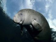 Lee County no place to loll around for manatees