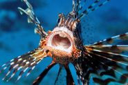FWC plans 'Guardians' assault in lionfish fight