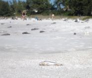 Dead fish, apparently mullet, wash up on AMI beaches